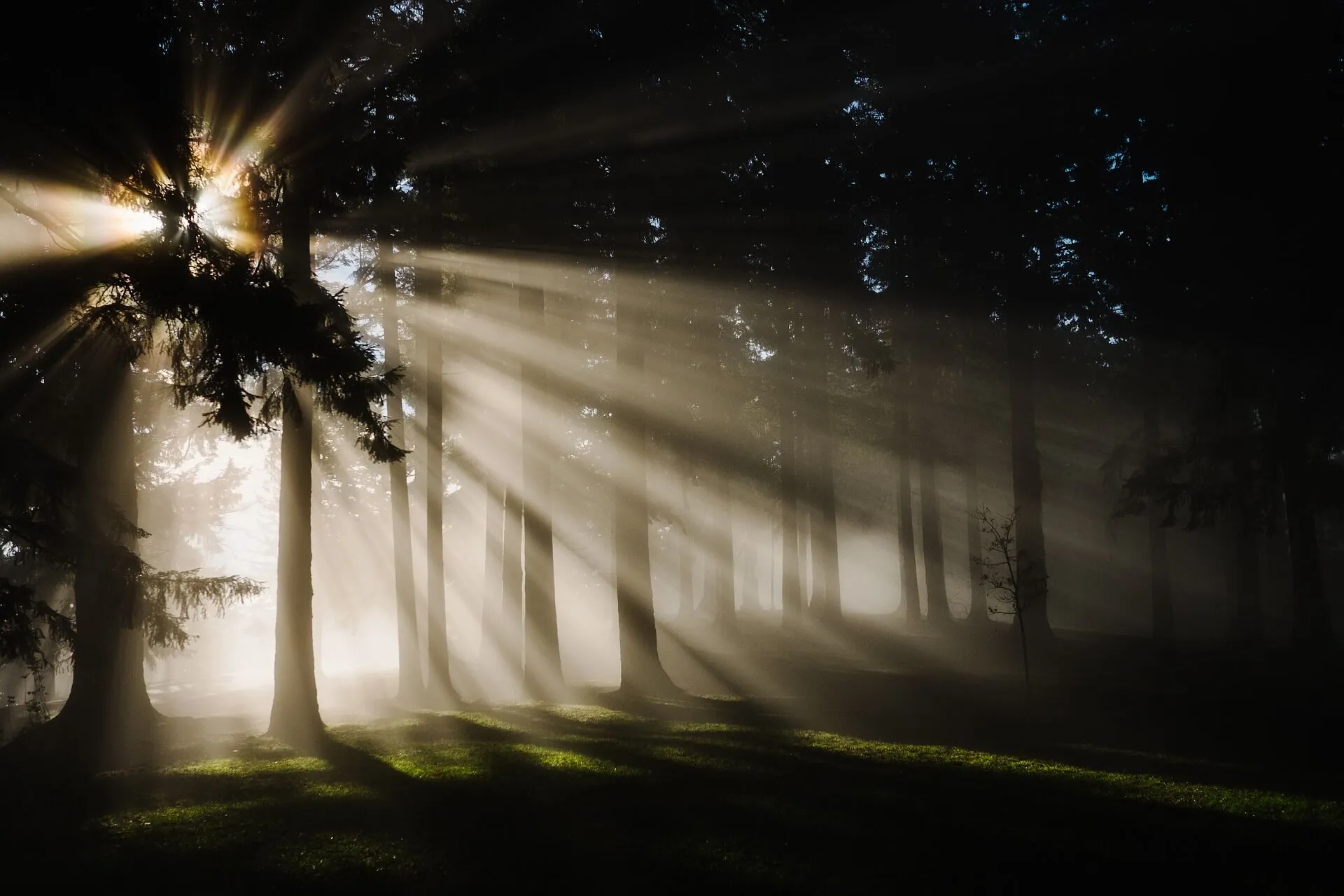 Wald im warmen Licht – Naturbestattung in und rund um Wiesbaden
